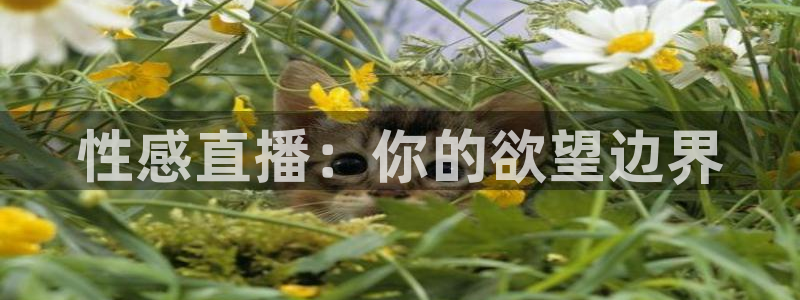松鼠网官方下载：性感直播：你的欲望边界